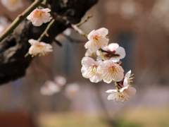 겨울 속에서 피어난