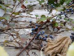 [황호희령/드림]행복을 그린 한 장