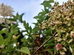 [지우견]한 방울 독