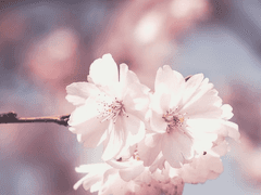 [화산귀환] 매화는 나비가 되고 나비는 매화가 되어 다시 만나리,