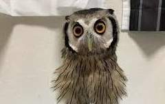 화산귀환 드림 / 야행성 드림주야 제발 좀 자..