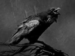 비둘기와 까마귀