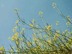 장하오란 | 31세 | 백은룡