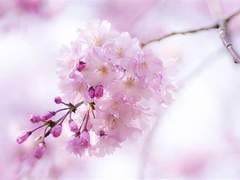 It blooms after surviving 7 years of winter