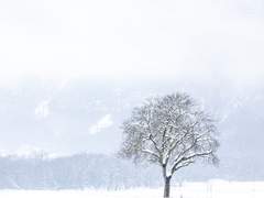[우성명헌] 결혼해주세요, 대공!