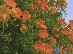 정혼(定婚) 12화 (외전 포함)