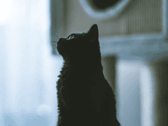 고양이는 어떤 소리를 내나요? / 6~8