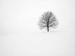 시슬리안 피는 날 上