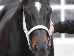 2023 아리마기념