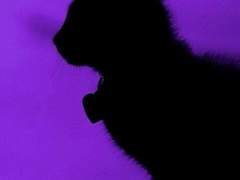 𝘈𝘭𝘪𝘤𝘦 𝘪𝘯 ···