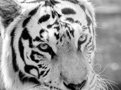 [긍녲] 은호(銀虎) - 中