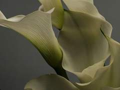 [🎁🤍] 크로플 큰절 올립니다 (연말 연시 인사)🤍