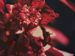 御榴玉梅어류옥매=承승