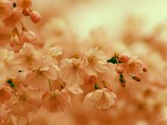 La fortun sia con te