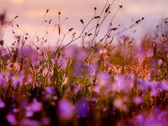 Romance Fantasy World💖(3)