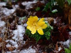 겨울의 흔적에 관하여