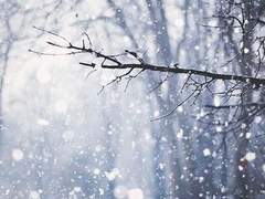 이에 그저 노래하고