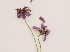 w̶i̶t̶h̶ ̶y̶o̶u̶