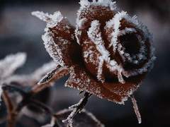 [초단] ꮶɨʟʟ ꮖɦɨֆ ʟօʋɛ