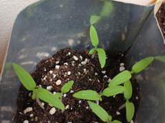 방울 토마토와 해바라기