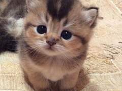 런쥔이가 고양이 수인 여주 입양하면 좋겠다