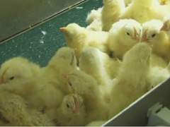 병아리 감별사 지훈의 특별한 귀국1