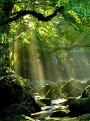 [Forgotten Forest] 잊혀진 숲.