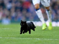 꾸쏜 검은 꾸냥이 메로 4