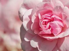 재회는 꽃이 한가득 피어나는 곳에서