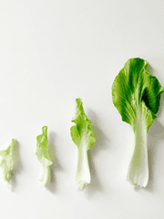 영감탱 아이돌 잘하지?