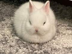 기묘(卯)한 동거 +