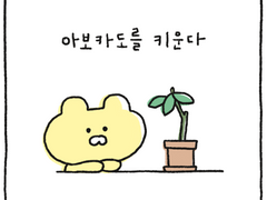 아보카도를 키운다