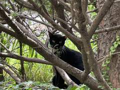 그 여우에게 속지 마세요_1화