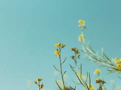 바람이여, 노래하라-!