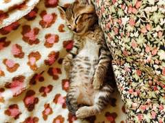 고양이와 함께하는 행복한 인생