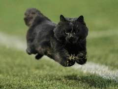 꾸쏜 검은 꾸냥이 메로 7