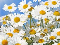 [종상] Pushing Daisies