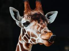 아프리카에 가고 싶은 이유