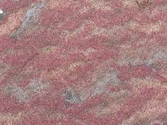 모래는 핑크지!