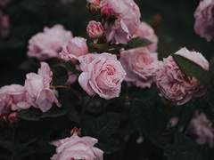 🌺드림 관계성 타로 결과