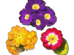 꽃 3종 소재ㅣ 상업적 이용 가능ㅣ클튜소재ㅣ유료소재ㅣ유료소스