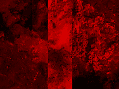 레이라니 록사나|인간|25|베스페르