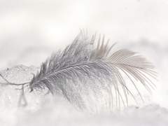 百夜, 서릿발 하늘 不夜城