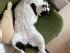 고양이 구토 괜찮은건가