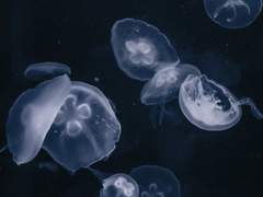 [ 환각의 미로 ] 린