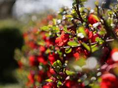 그레이스 마르멜로