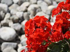 사모란 | 女 | 34 | 제라늄