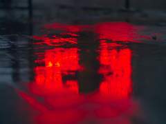 입가가 검은 양