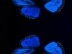 놀라운 평범함(크릭미미)