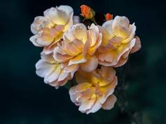 [소을]사랑싸움